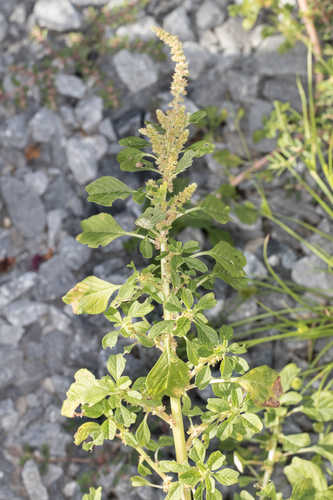 Amaranthus blitum  #1